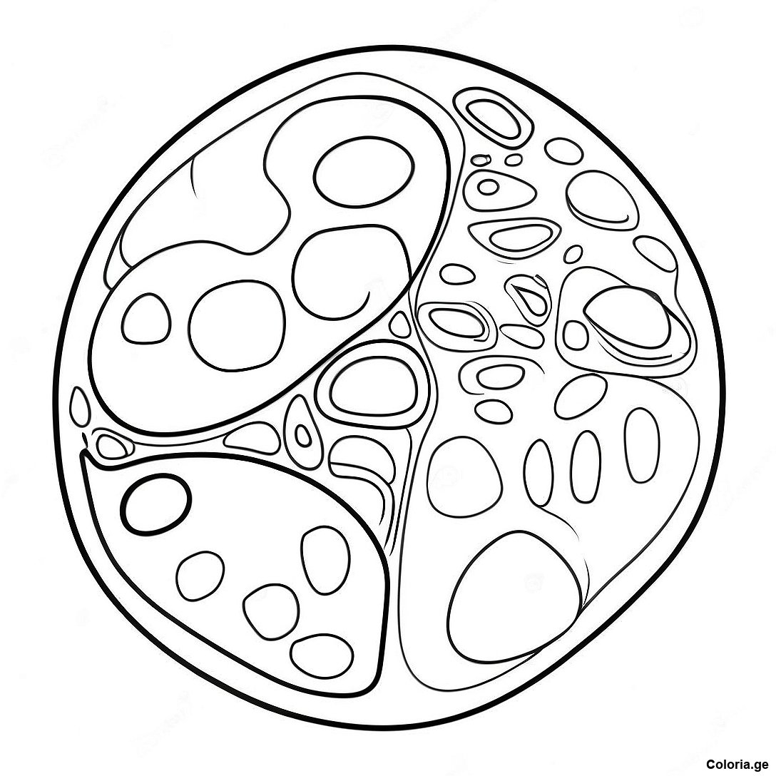 Page à colorier Page De Coloriage De Cellule Végétale Réaliste imprimable gratuitement de la collection Éducatif — dessin en noir et blanc pour enfants et adultes.