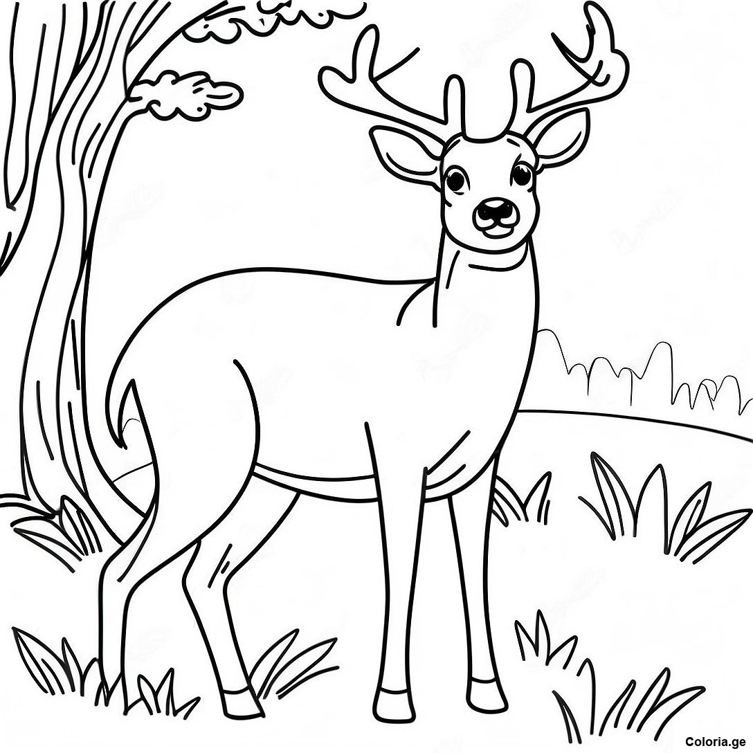 Page De Coloriage De Cerf Male Realiste 131229 64007