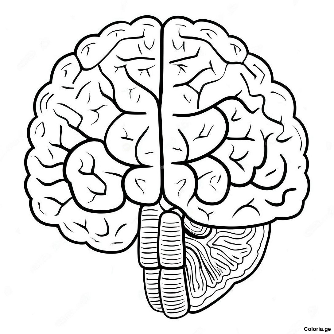 Page De Coloriage De Lanatomie Du Cerveau Realiste 69123 15142
