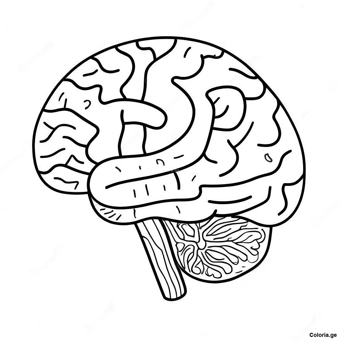 Page De Coloriage De Lanatomie Du Cerveau Realiste 69123 15143