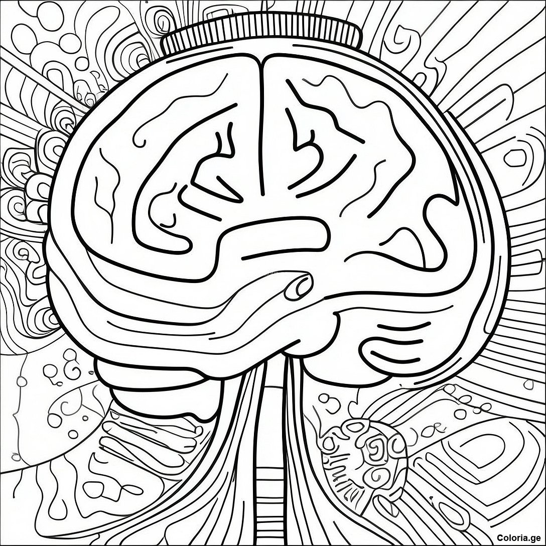 Page De Coloriage De Lanatomie Du Cerveau Realiste 69123 15144