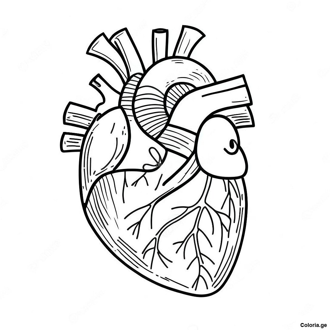 Page à colorier Page De Coloriage De L'anatomie Réaliste Du Cœur imprimable gratuitement de la collection Divers — dessin en noir et blanc pour enfants et adultes.