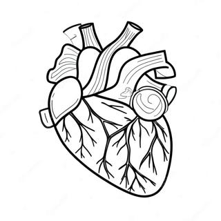 Page De Coloriage Coloree De Lanatomie Du Coeur 107437-44598