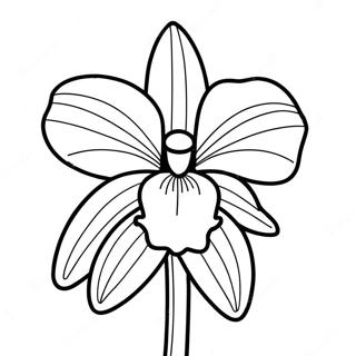 Orchidée Pages À Colorier