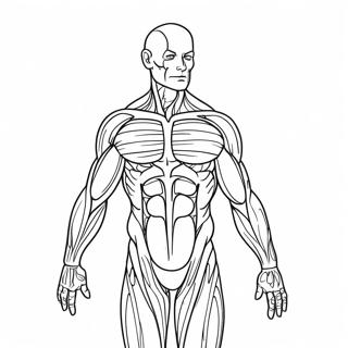 Page De Coloriage De Lanatomie Musculaire Detaillee 69121 15133