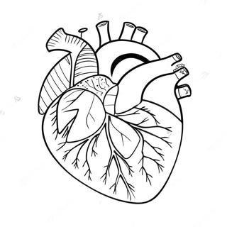 Page De Coloriage De Lanatomie Du Coeur Colore 69122-15137