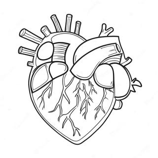 Page De Coloriage De Lanatomie Du Coeur Colore 69122 15140