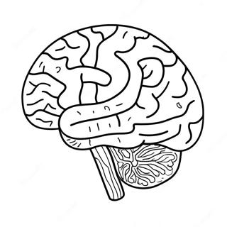 Page De Coloriage De Lanatomie Du Cerveau Realiste 69123 15143