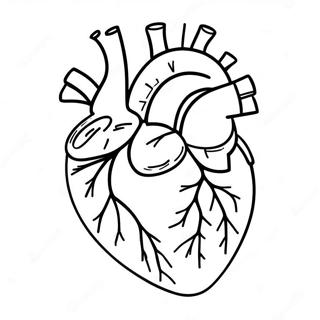 Anatomie Du Cœur Pages À Colorier