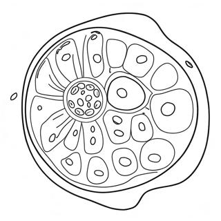 Cellule Végétale Pages À Colorier