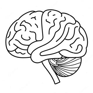 Feuille De Cerveau Pages À Colorier