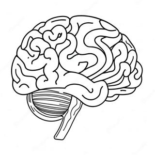 Page De Coloriage De Lanatomie Coloree Du Cerveau 94308-33530